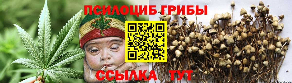 Псилоцибиновые грибы Psilocybe Белогорск
